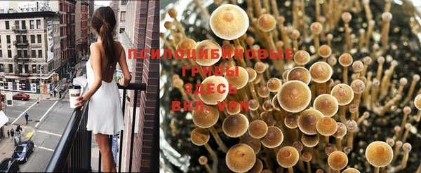 гашик Вязьма