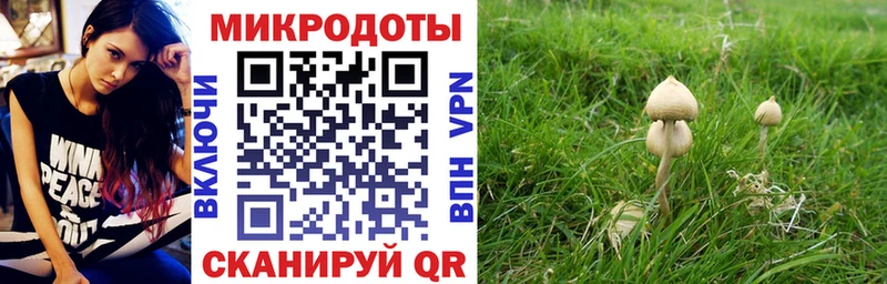 Псилоцибиновые грибы Psilocybine cubensis  Гусиноозёрск 